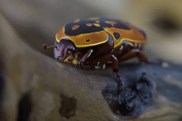 Bir böceği kapat. Pachnoda trimaculata.