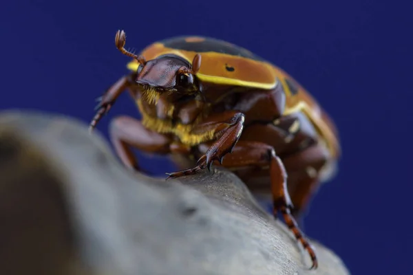 Bir böceği kapat. Pachnoda trimaculata.