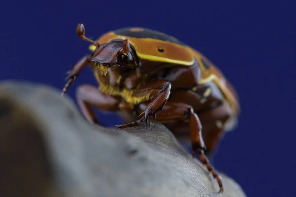 Bir böceği kapat. Pachnoda trimaculata.