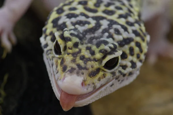 Zbliżenie Lampart Gecko — Zdjęcie stockowe