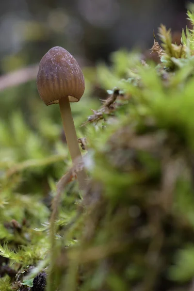 Ormanda Mantar — Stok fotoğraf