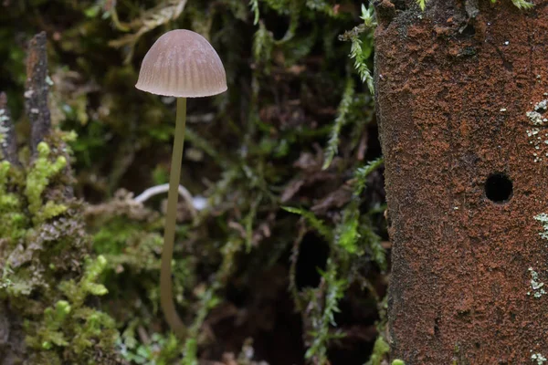 Ormanda Mantar — Stok fotoğraf