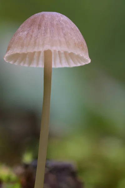 Ormanda mantar