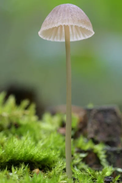 Ormanda mantar