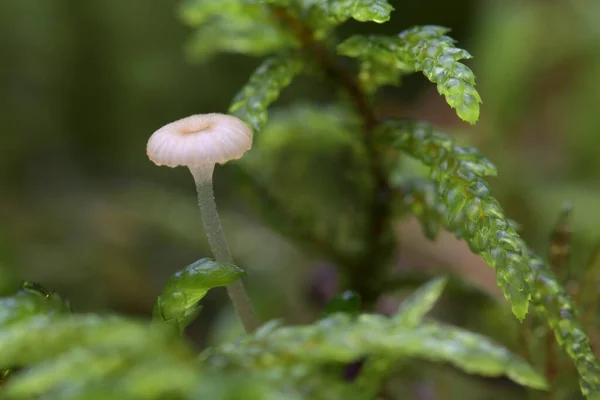 Hongo Bosque — Foto de Stock