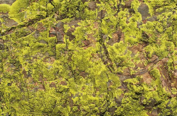 石と緑の地衣の質感 背景画像 — ストック写真