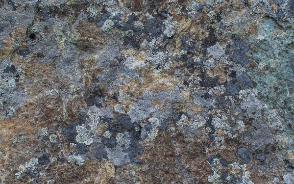 Lichen multicolore sur la pierre. Texture pierre. Contexte naturel — Photo