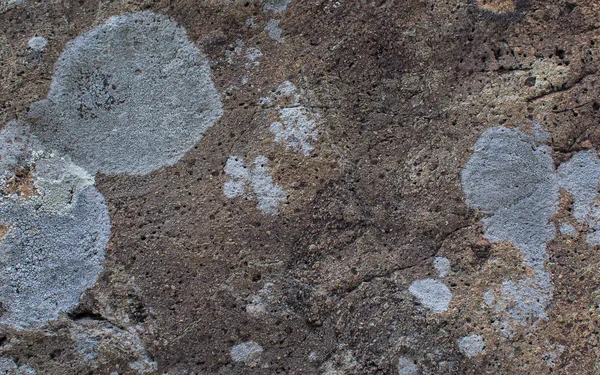 Multicolored lichen on the stone. Stone texture. Natural background — Stock Photo, Image