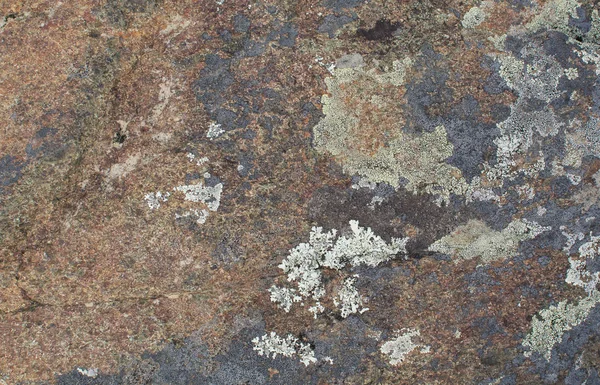 Lichen multicolore sur la pierre. Texture naturelle. Contexte — Photo