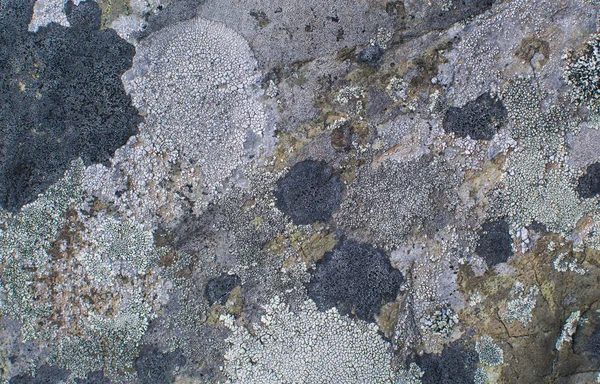 Multicolored lichen on the stone. Natural texture. Background — Stock Photo, Image