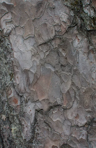 Die Textur der Rinde eines Baumes. Natürlicher Hintergrund. Holzoberfläche — Stockfoto