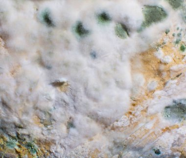 Ekmeğin üstünde küfle desen