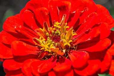 Bir çiçeğe yaklaş.