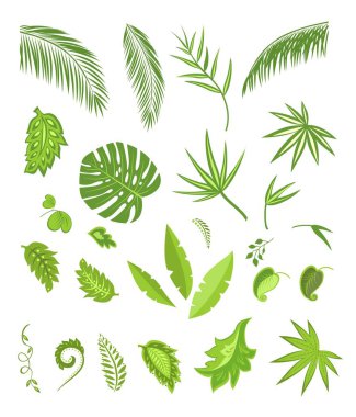 Tropical and exotic abstract green leaves set isolated on white background clipart