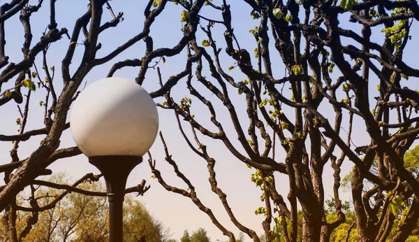 Lanterna Cidade Volta Fundo Ramos Tecidos Árvores — Fotografia de Stock