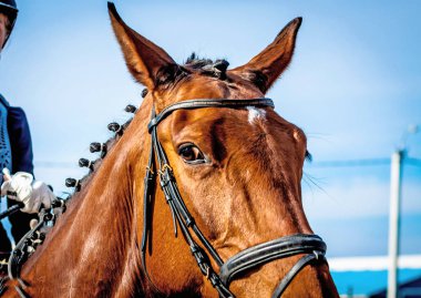 spor at namlu bölümü