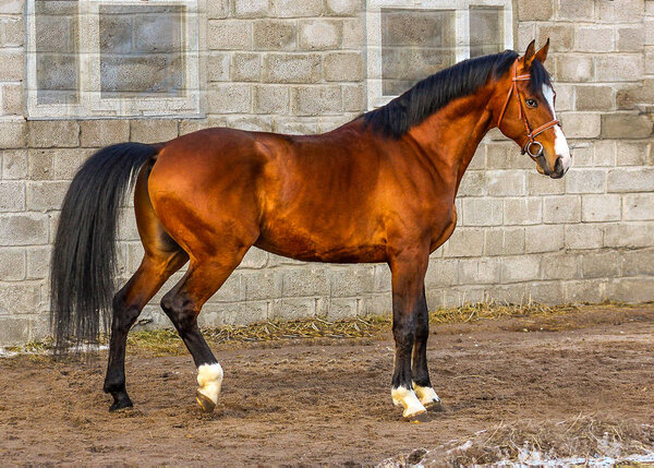 strong Bay stallion of Oldenburg breed on the background of the stables 
