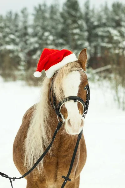 Berretto Natale Pony Gallese Contro Una Foresta Innevata — Foto Stock