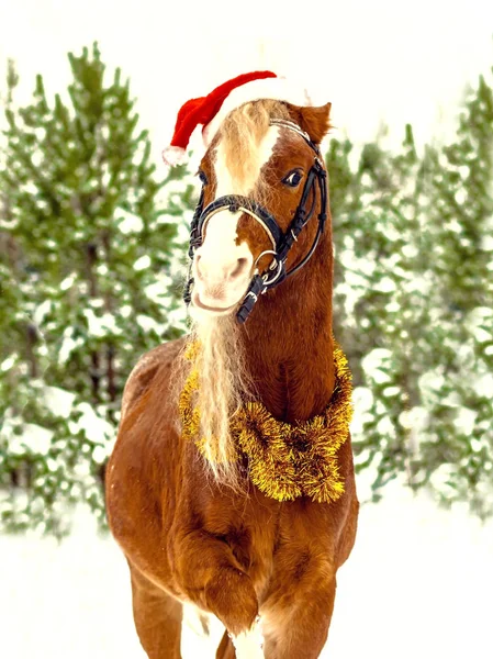 Pony Gallese Natalizio Con Cappuccio Rosso Ghirlanda Natalizia Sul Collo — Foto Stock