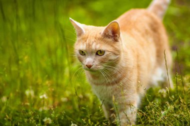 sarı gözlü bir kırmızı kedi yaz yeşil çim avlar.  