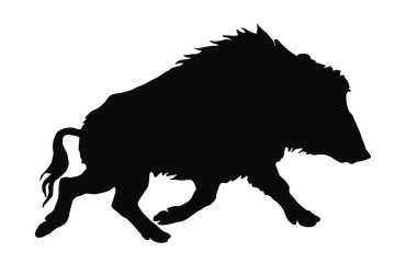 beyaz arka plan üzerinde çalışan bir yaban domuzu siyah siluet vektör izole görüntü, orman hayvanları 