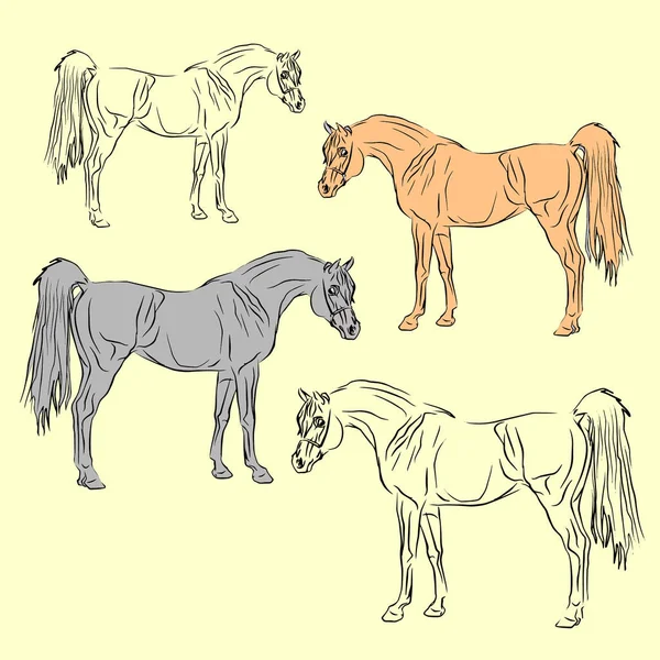 一套漂亮的阿拉伯精英种马的孤立图画 白色背景 用于设计 — 图库矢量图片