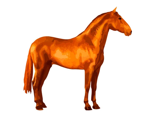 Piękny Hiszpański Koń Stoi Nieruchomo Odizolowany Realistyczny Obraz Białym Tle — Zdjęcie stockowe