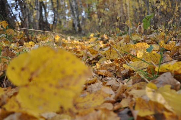 Tiempo Otoño Bosque —  Fotos de Stock