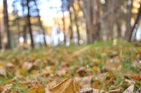 森の秋の時間 — ストック写真