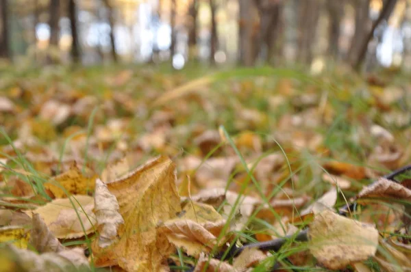 Heure Automne Dans Forêt — Photo