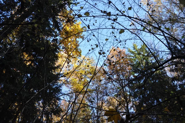 Jesienny Czas Lesie — Zdjęcie stockowe