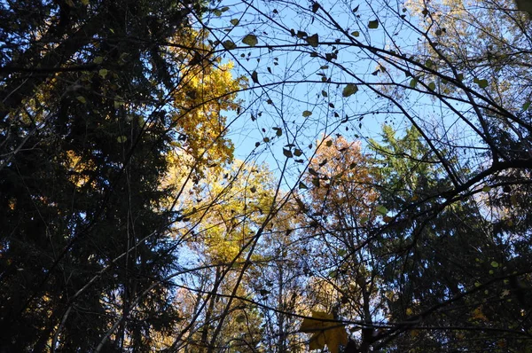 Tiempo Otoño Bosque — Foto de Stock