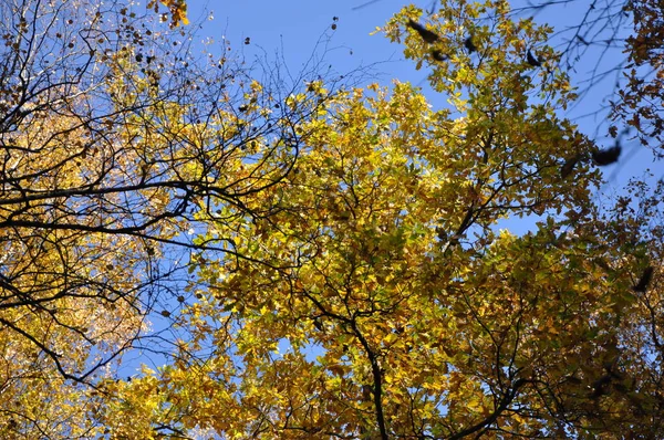 Heure Automne Dans Forêt — Photo