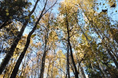 Ormanda sonbahar zamanı