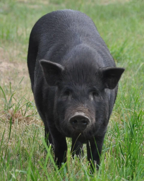 Porci Negri Drăguţi Plimbare Natură Pesta Porcină Africană — Fotografie, imagine de stoc