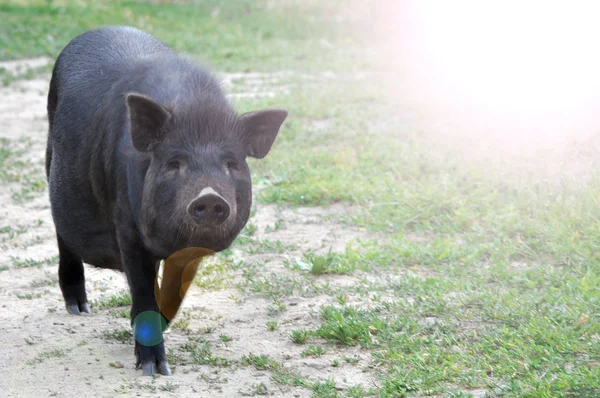 Porci Negri Drăguţi Plimbare Natură Pesta Porcină Africană — Fotografie, imagine de stoc