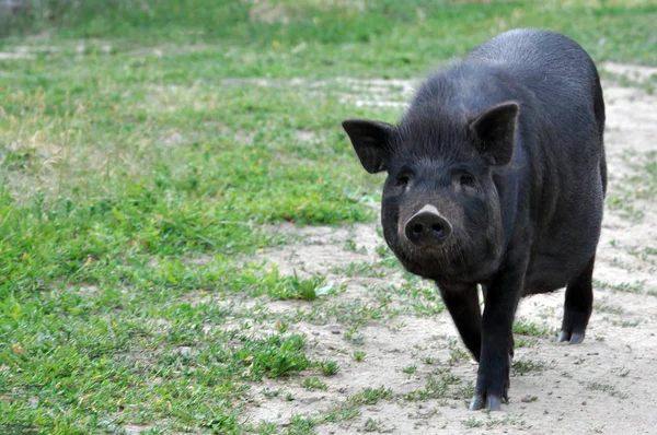 可爱的黑猪在大自然中行走 非洲猪热 — 图库照片