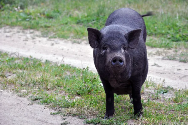 Porci Negri Drăguţi Plimbare Natură Pesta Porcină Africană — Fotografie, imagine de stoc