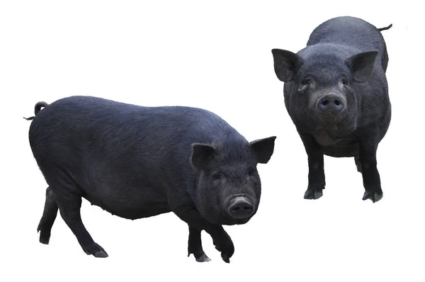 Jolis Cochons Noirs Peste Porcine Africaine Isolat Sur Blanc — Photo