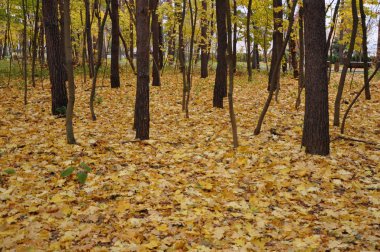 sarı sonbahar orman ağaçlarında yapraklarda