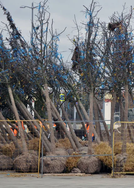 Setzlinge Ausgewachsener Bäume Auf Dem Boden Vor Der Pflanzung Der — Stockfoto