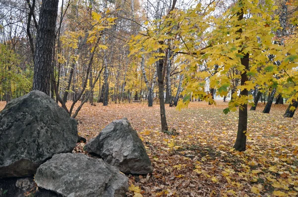 Feuilles Jaunes Sur Les Arbres Dans Forêt Automne — Photo