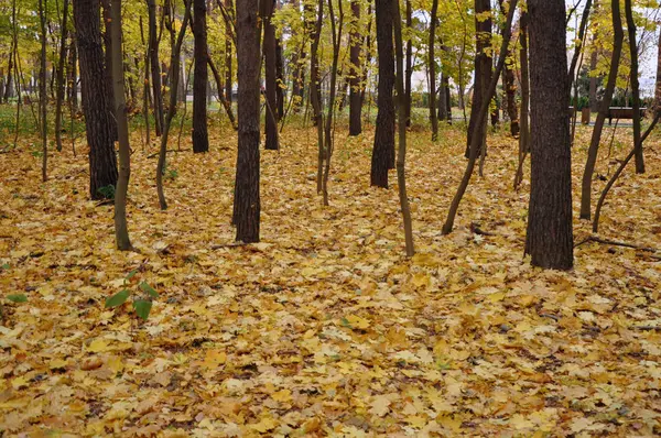 sarı sonbahar orman ağaçlarında yapraklarda