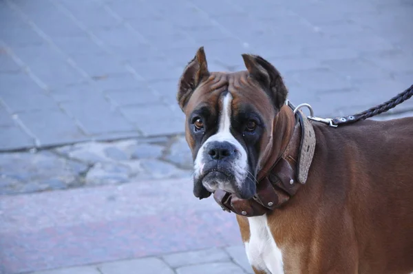 Красивая Молодая Собака Ждет Хозяина Входа Кафе — стоковое фото