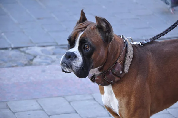 Красивая Молодая Собака Ждет Хозяина Входа Кафе — стоковое фото