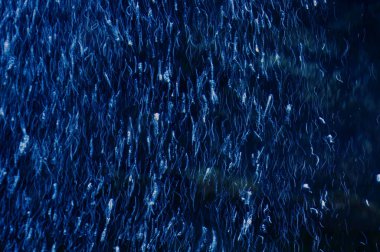 Sualtı dünyasını. içinde belgili tanımlık akvaryum hava kabarcıkları.