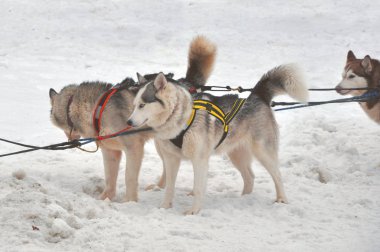 Güzel Husky köpek halletme için kullanılan kapatın
