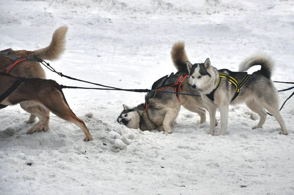Cerca de hermosos perros Husky utilizados para trineos —  Fotos de Stock