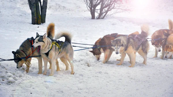 Hautnah schöne Huskyhunde zum Rodeln — Stockfoto