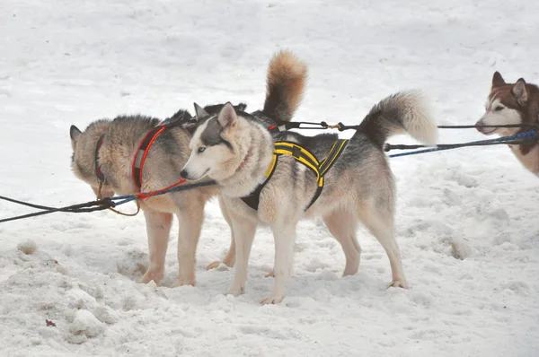 Cerca de hermosos perros Husky utilizados para trineos —  Fotos de Stock